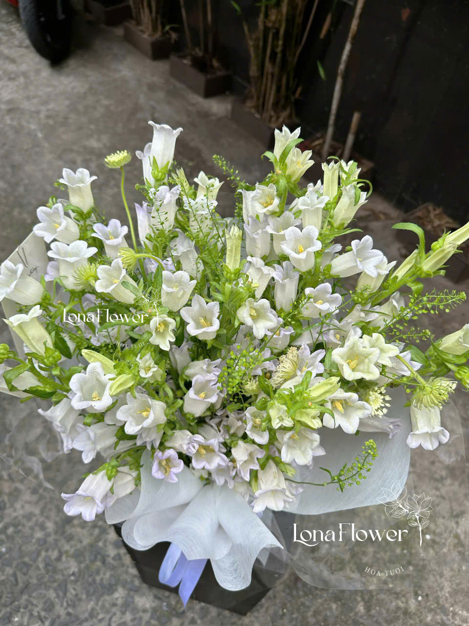 Bó Hoa Chuông Trắng Dịu Dàng & Thuần Khiết 🔔🕊️✨