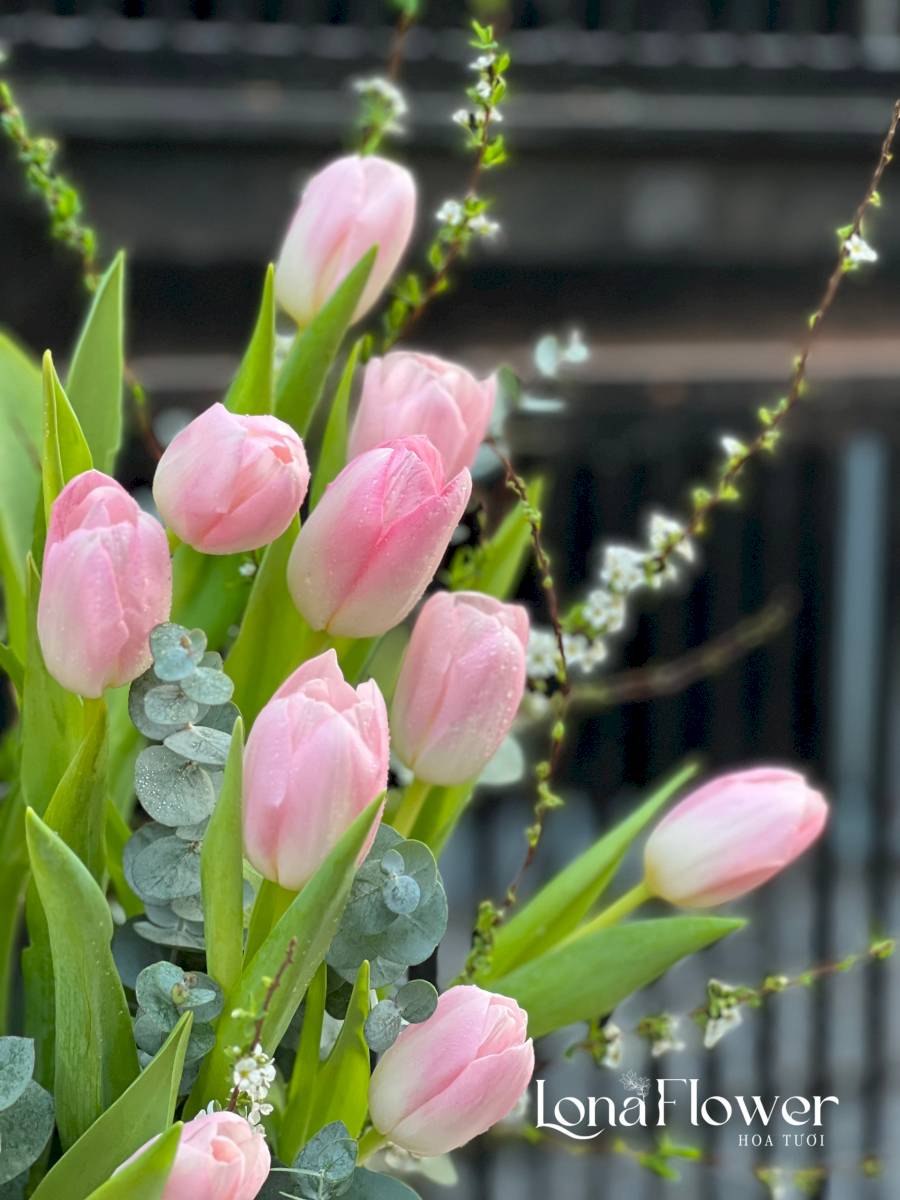 Box Hoa Tulip Hà Lan