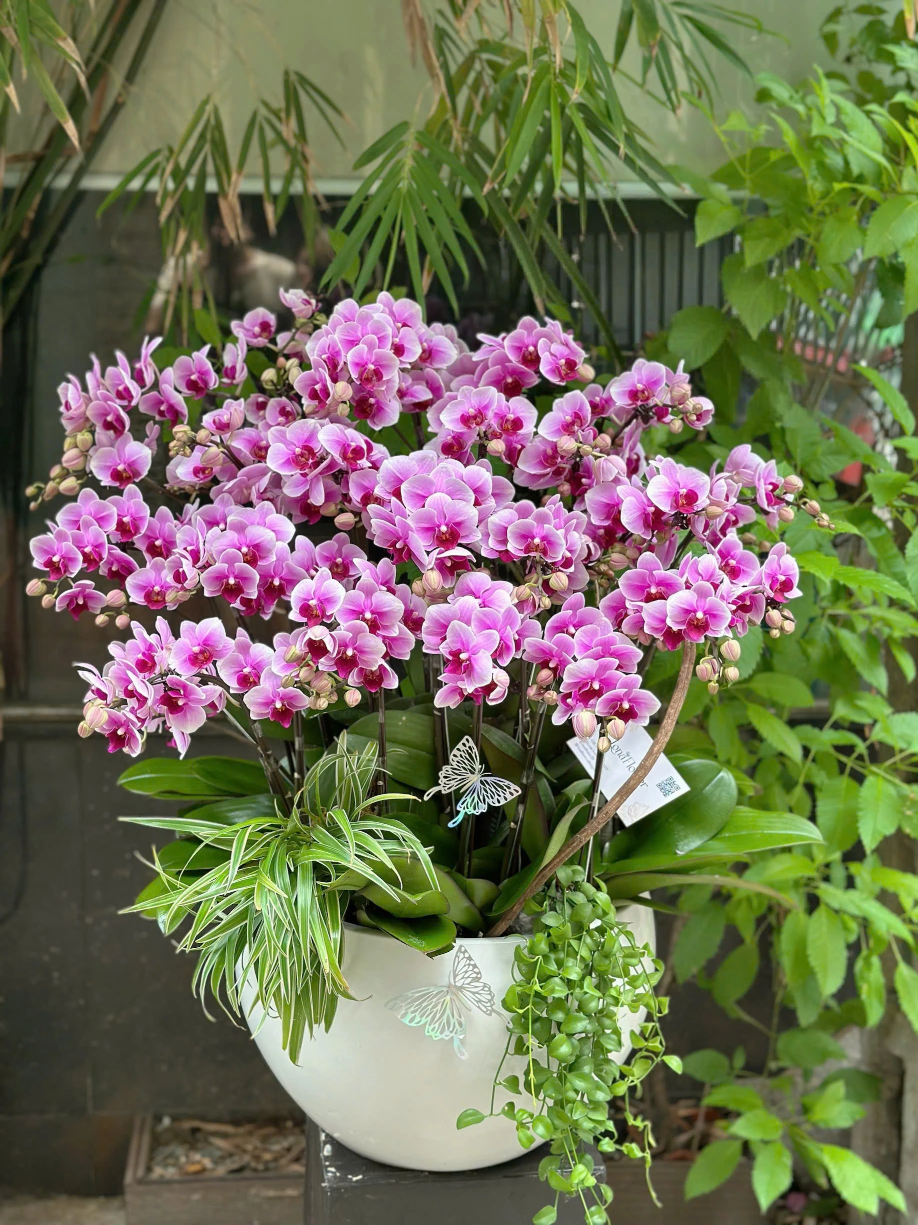 Chậu Lan Hồ Điệp "Đài Các Yêu Kiều" 💜 - Món Quà Sang Trọng & Bền Vững