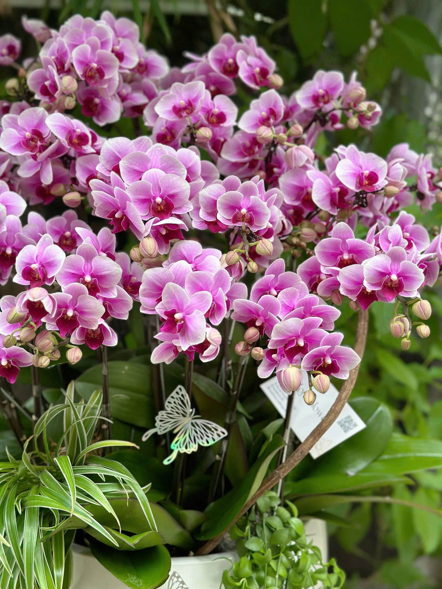 Chậu Lan Hồ Điệp "Đài Các Yêu Kiều" 💜 - Món Quà Sang Trọng & Bền Vững