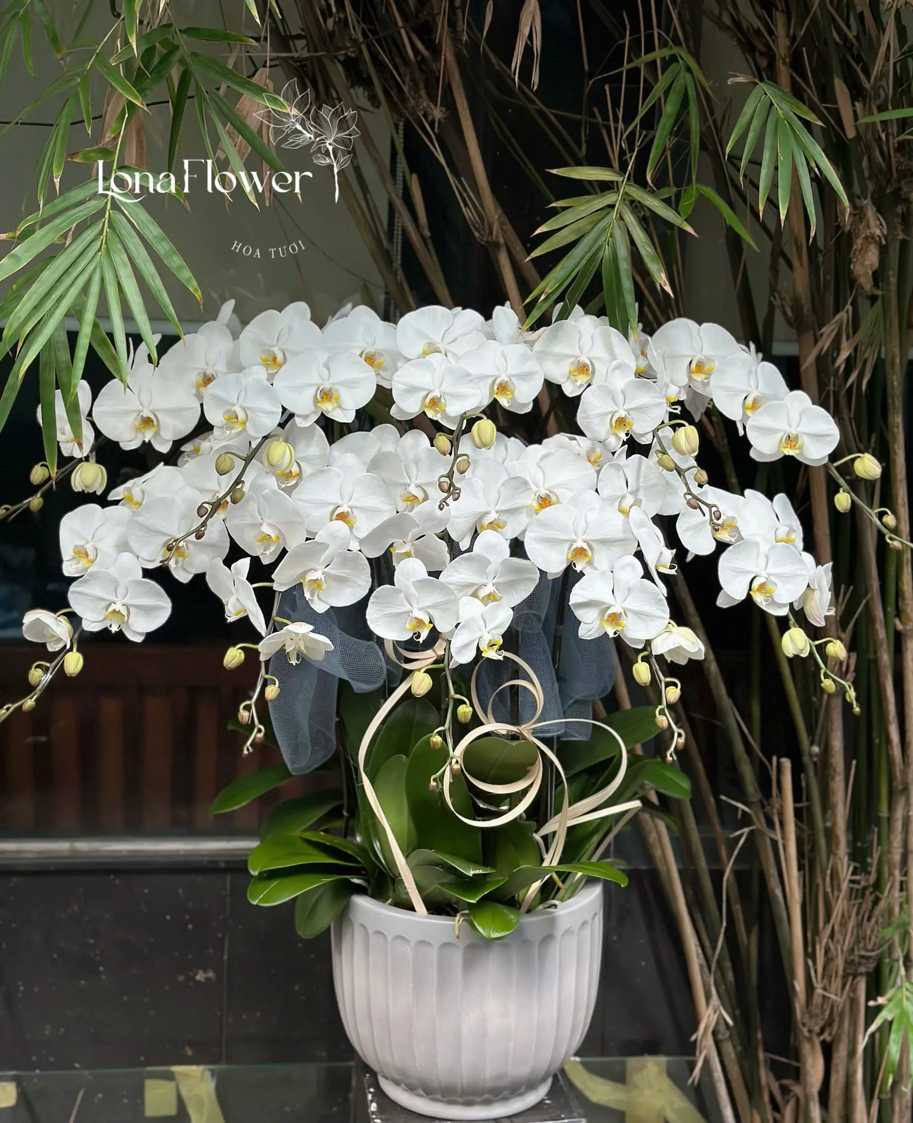  Chậu Lan Hồ Điệp "Thanh Lịch Tinh Khôi" 🌸 - Biểu Tượng Vẻ Đẹp Vĩnh Cửu