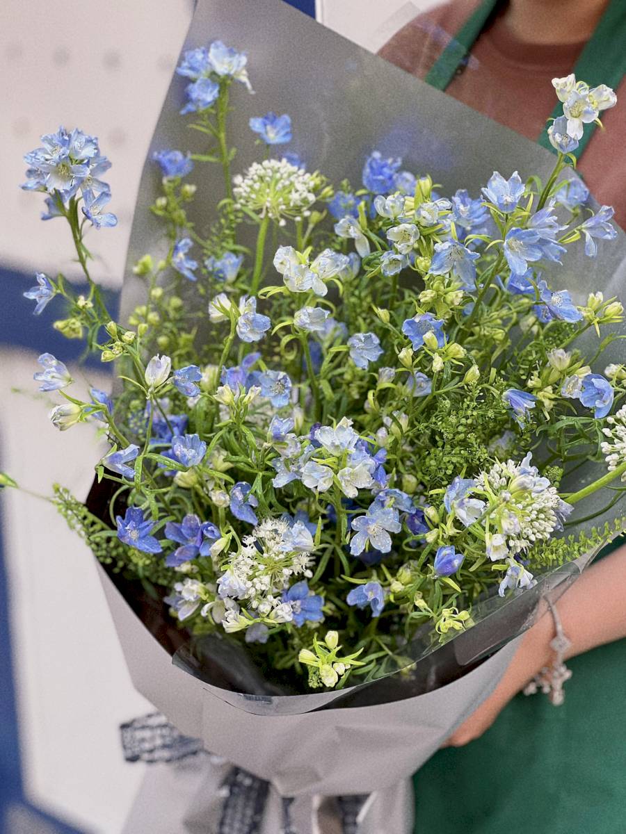 Tiểu Delphinium