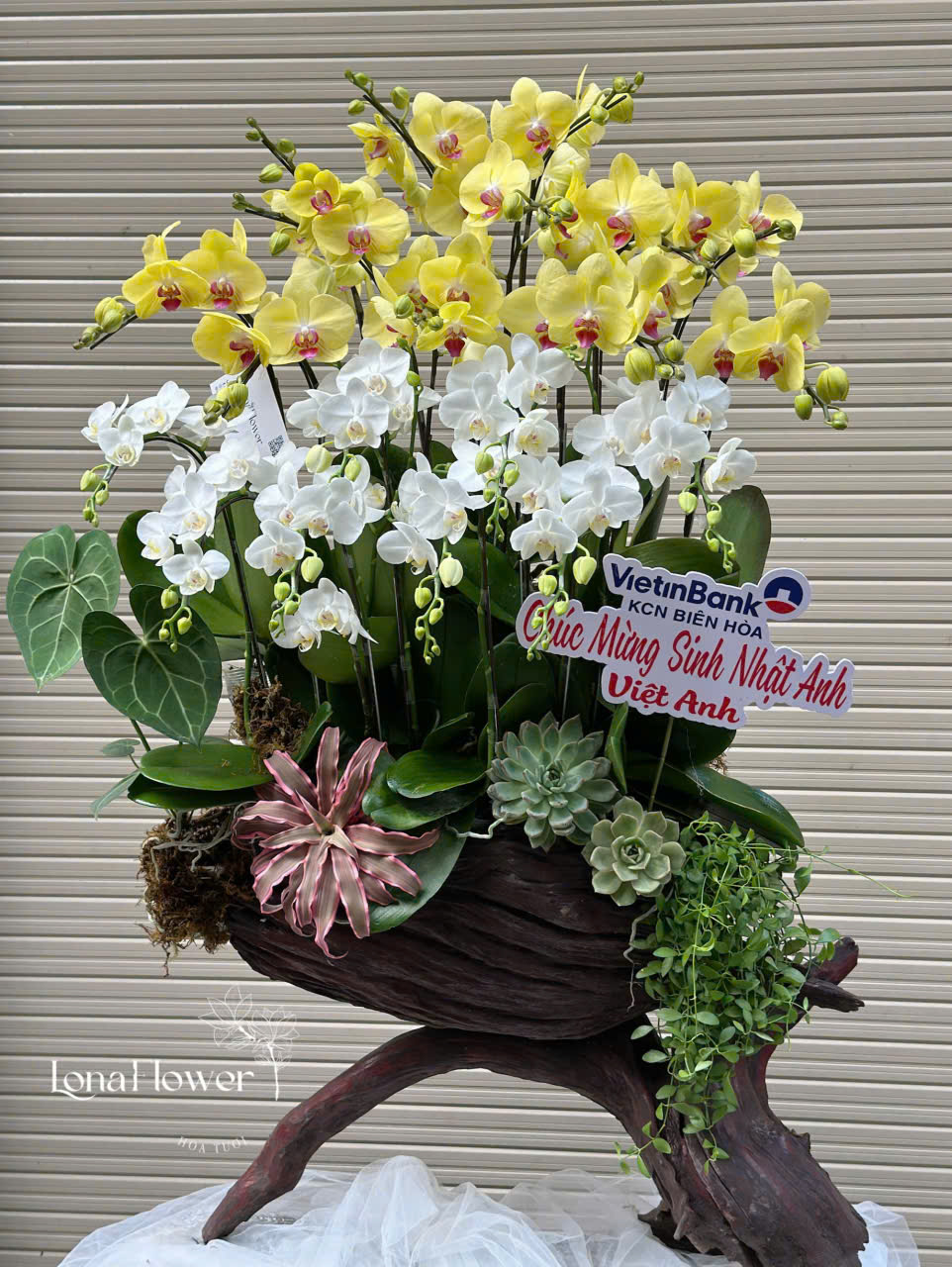 Lan Hồ Điệp Ghép Lũa "Phú Quý Cát Tường" 🏵️ - Vàng & Trắng Sang Trọng