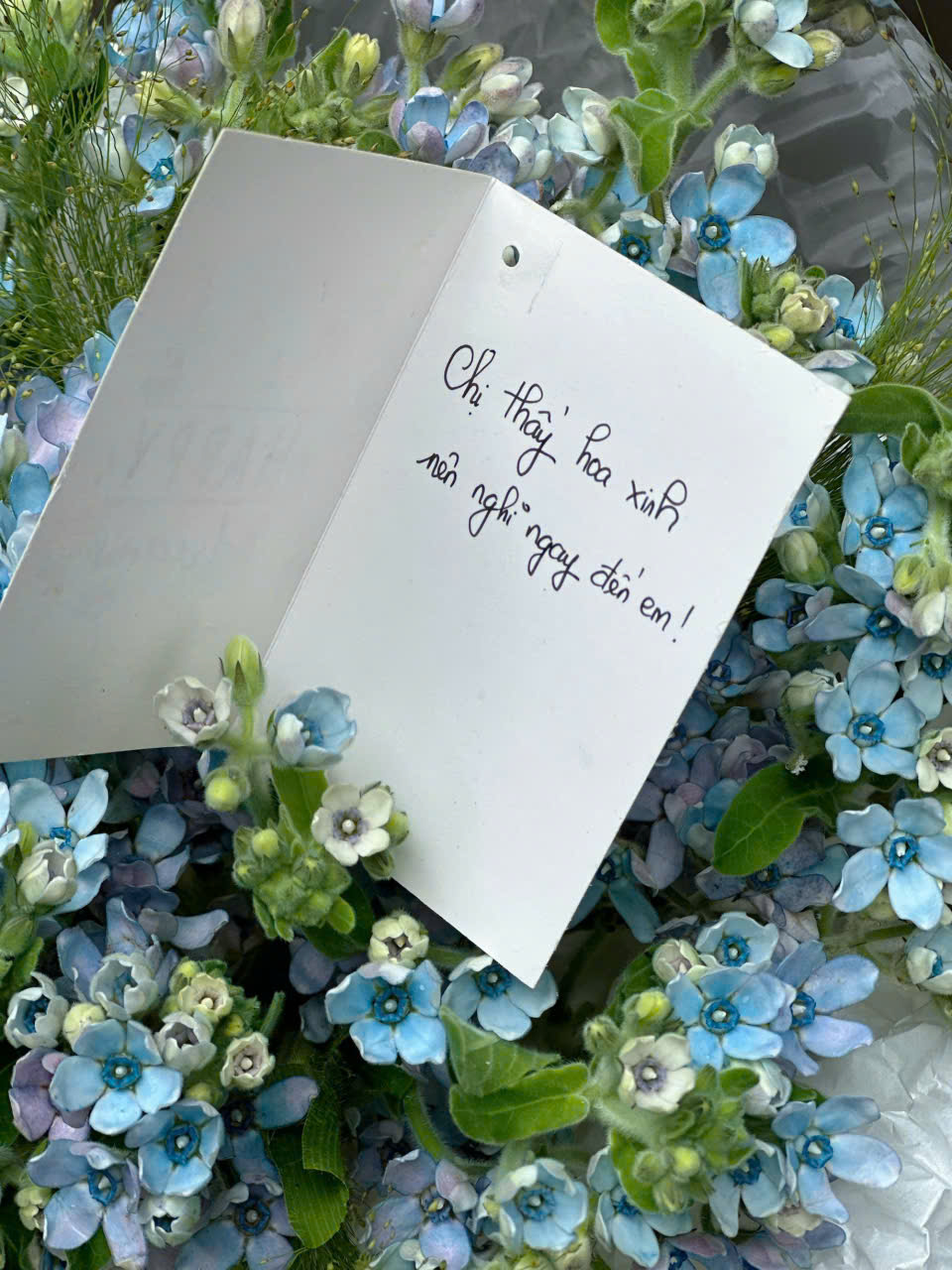 Bó Hoa "Lam Tinh An Nhiên" 💙 - Sao Xanh Tinh Khôi & Lời Hứa Vĩnh Cửu