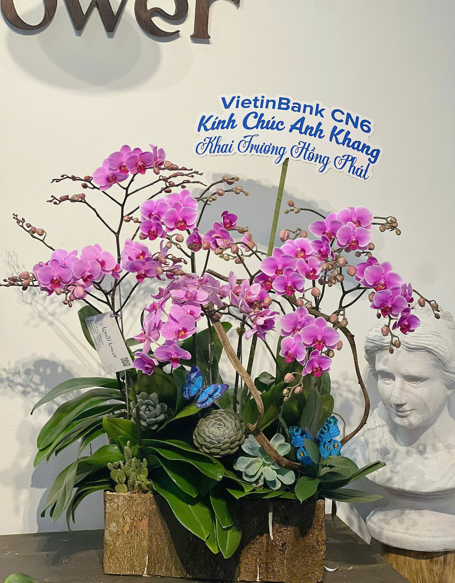 Chậu Lan Hồng Gỗ - Xương Rồng & Bướm Xanh