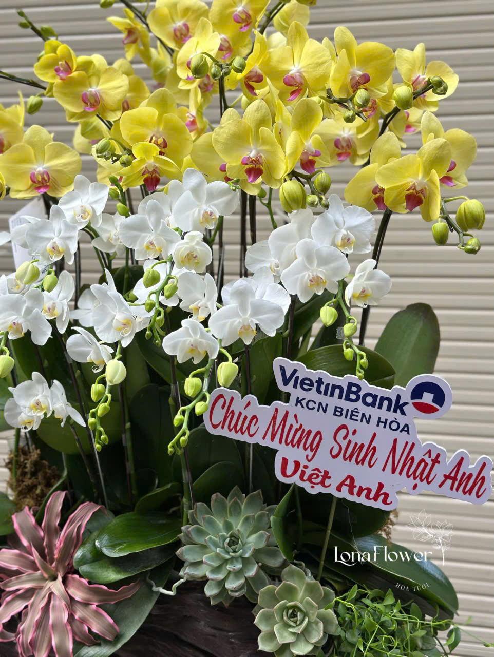 Lan Hồ Điệp Ghép Lũa "Phú Quý Cát Tường" 🏵️ - Vàng & Trắng Sang Trọng