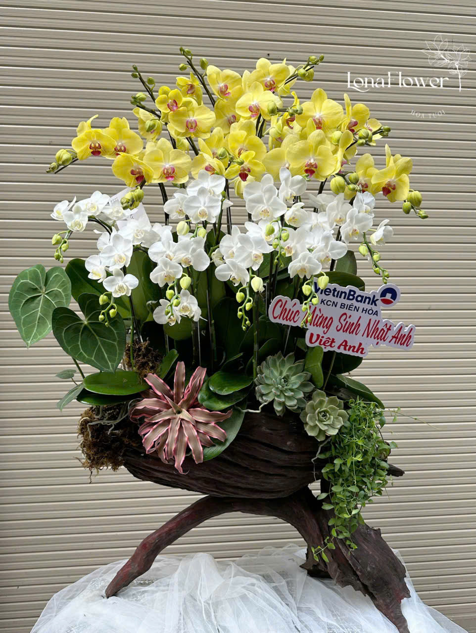 Lan Hồ Điệp Ghép Lũa "Phú Quý Cát Tường" 🏵️ - Vàng & Trắng Sang Trọng