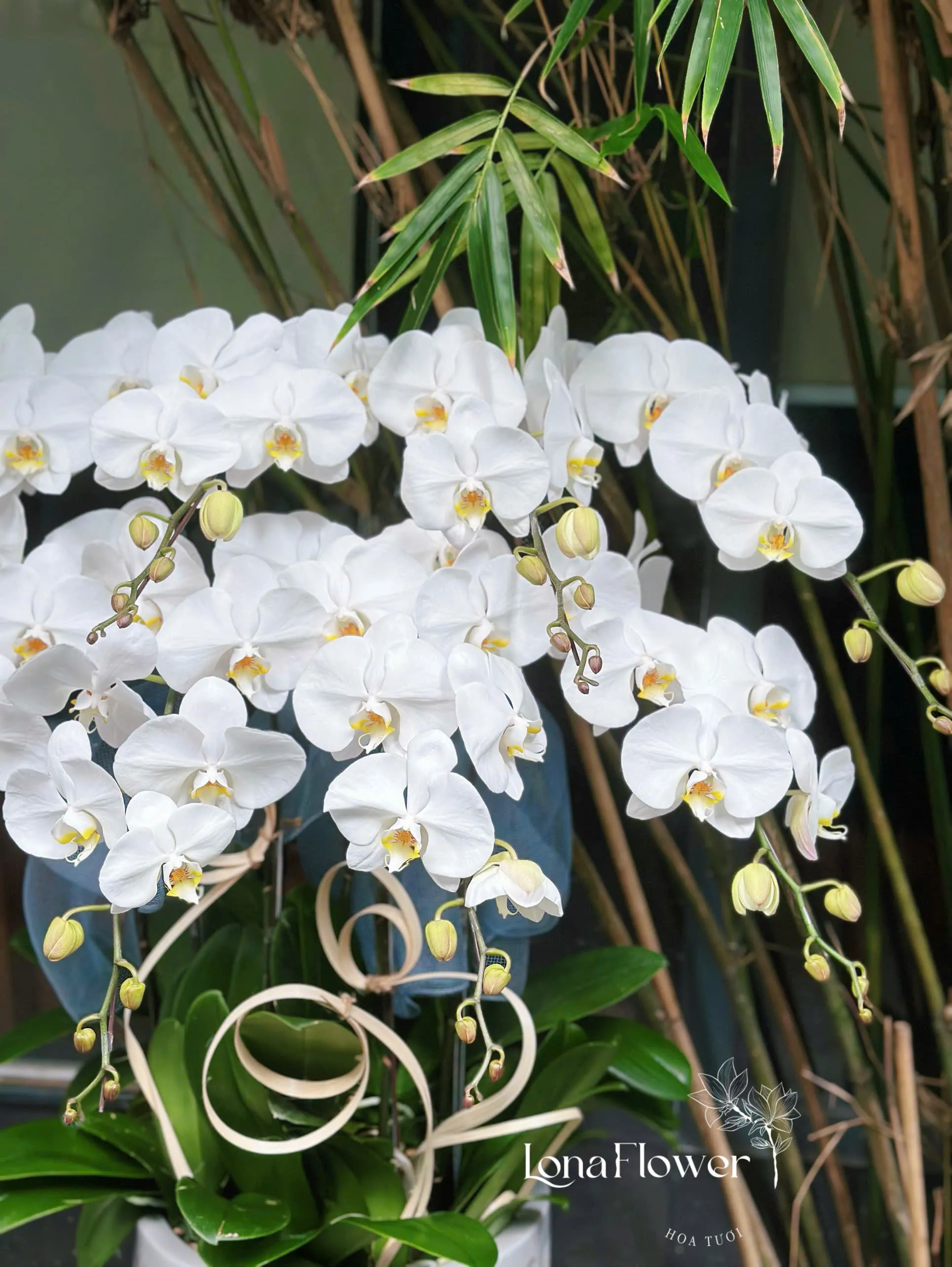  Chậu Lan Hồ Điệp "Thanh Lịch Tinh Khôi" 🌸 - Biểu Tượng Vẻ Đẹp Vĩnh Cửu