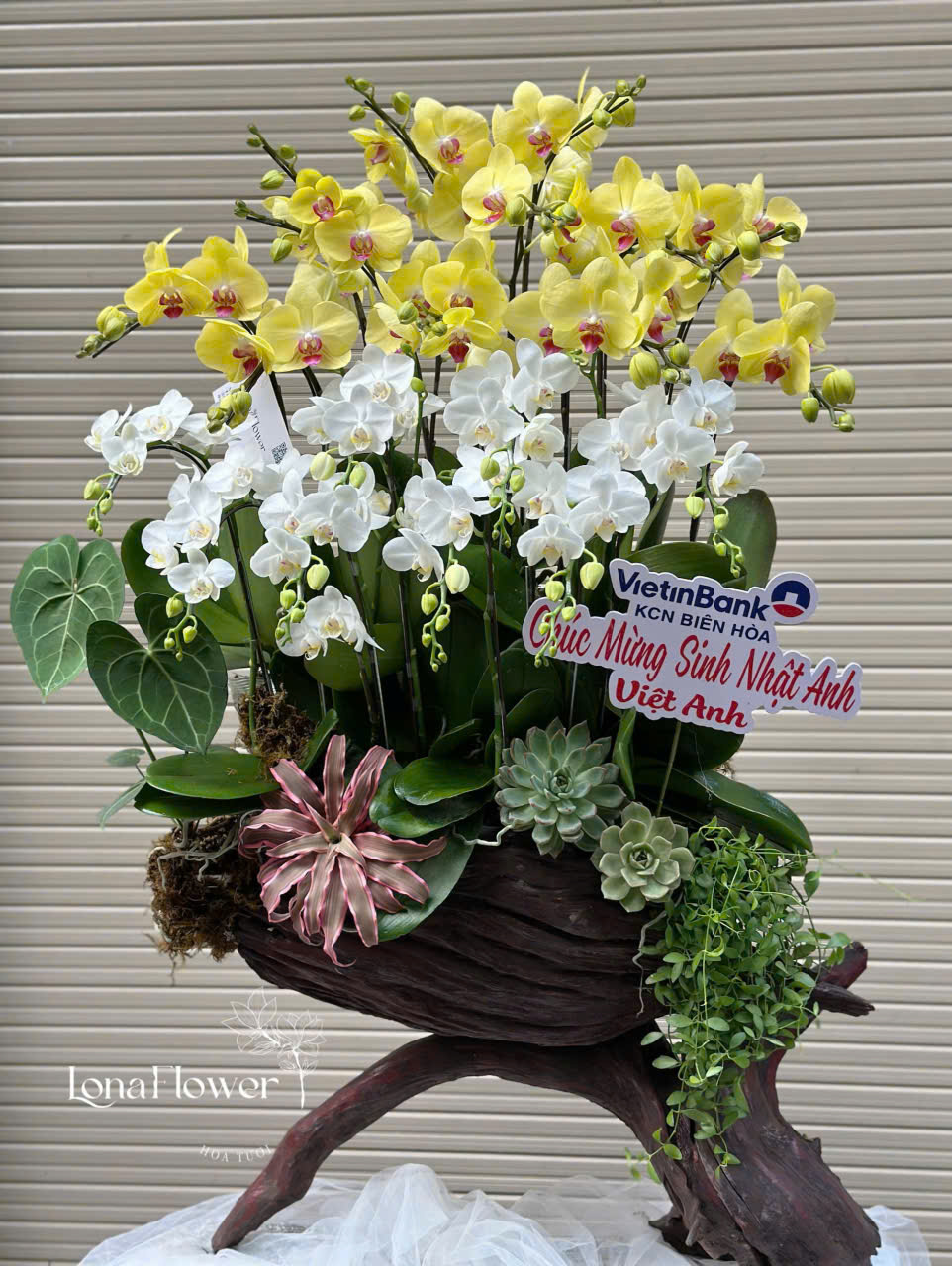 Lan Hồ Điệp Ghép Lũa "Phú Quý Cát Tường" 🏵️ - Vàng & Trắng Sang Trọng