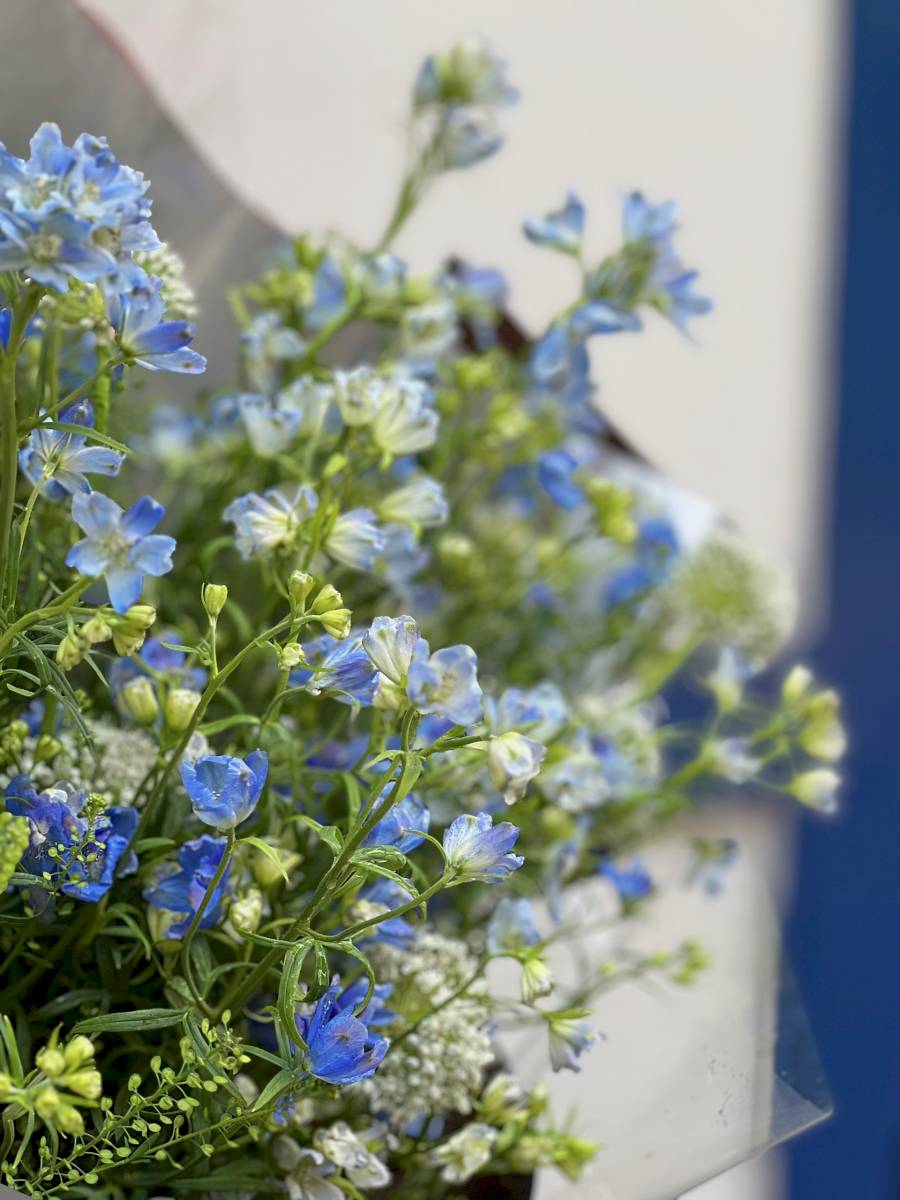 Tiểu Delphinium