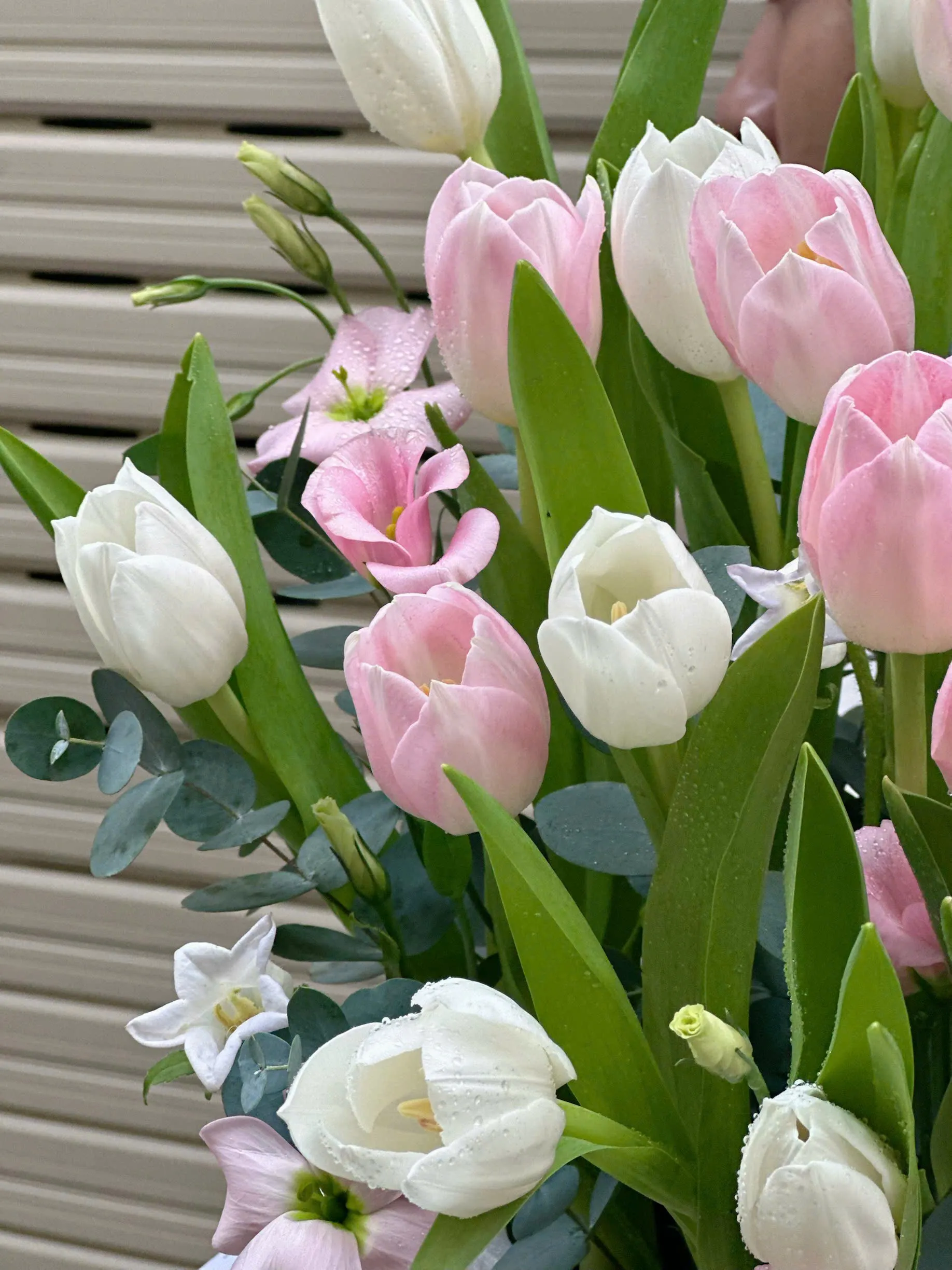 🌷 Vẻ đẹp tinh khôi và thanh lịch của box hoa tulip hồng & trắng! 🤍