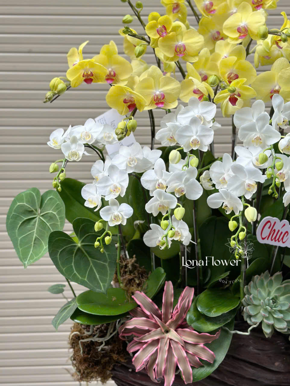 Lan Hồ Điệp Ghép Lũa "Phú Quý Cát Tường" 🏵️ - Vàng & Trắng Sang Trọng