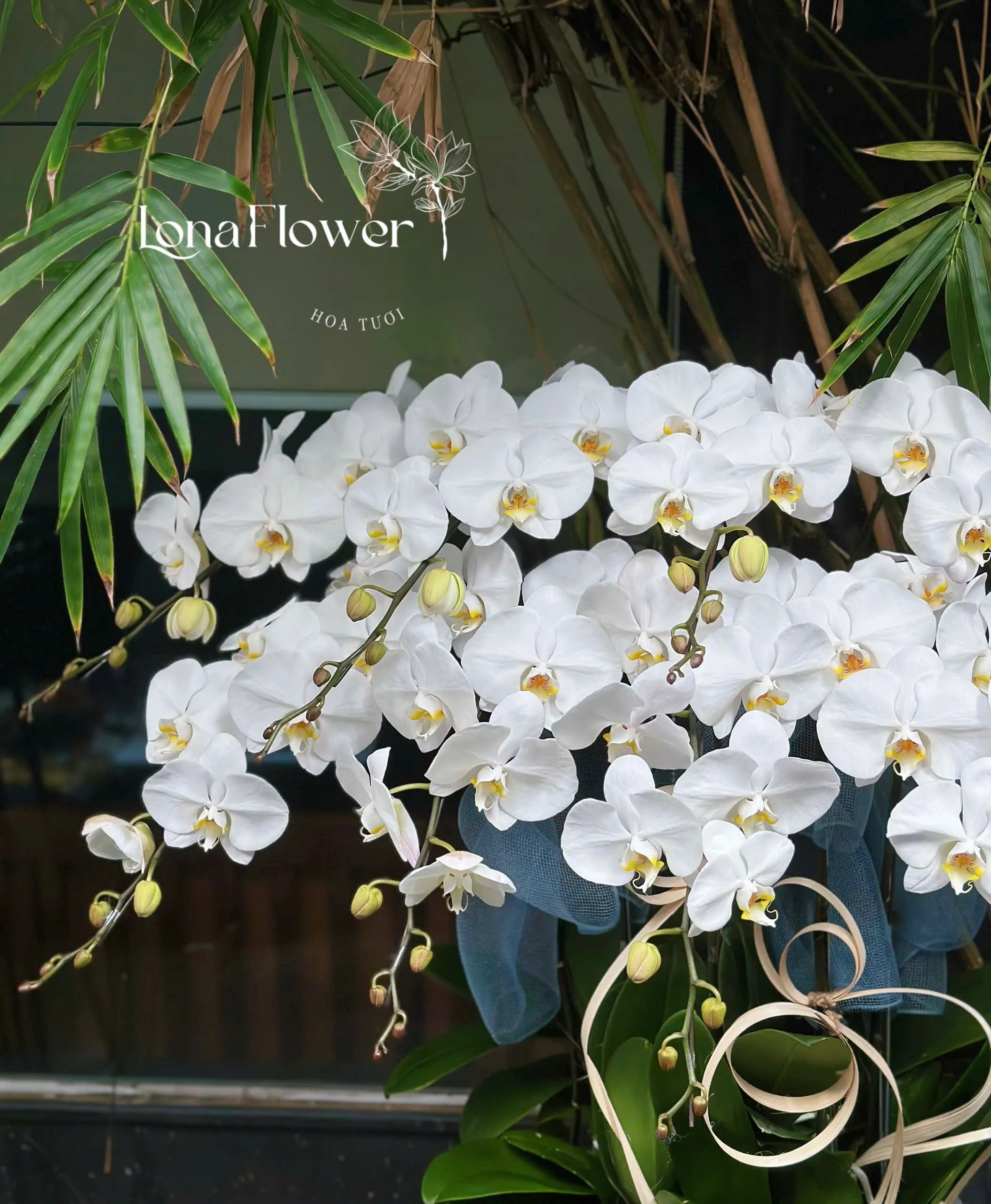  Chậu Lan Hồ Điệp "Thanh Lịch Tinh Khôi" 🌸 - Biểu Tượng Vẻ Đẹp Vĩnh Cửu