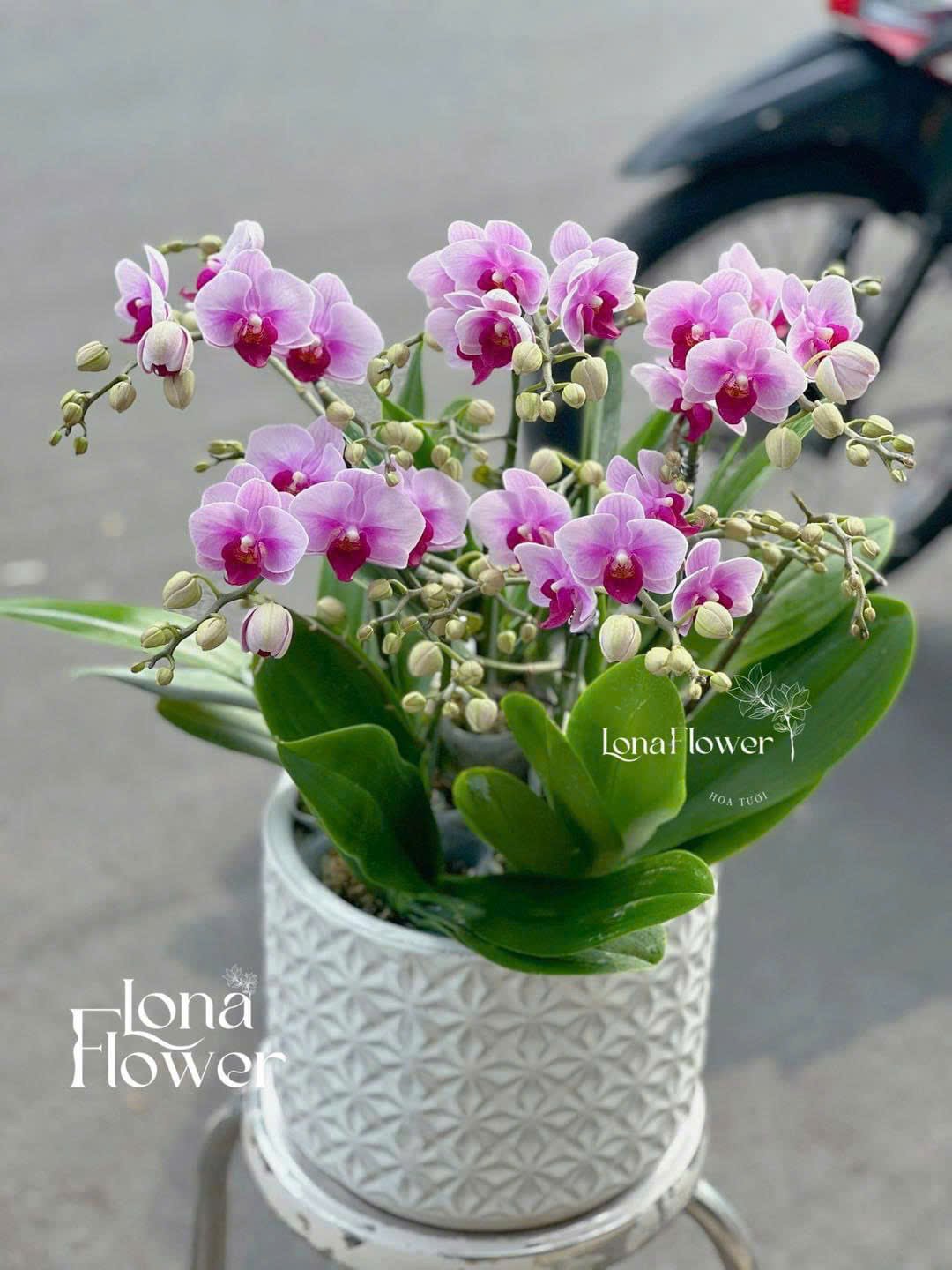 Chậu Lan Mini Hồ Điệp Tone Hồng Tím Pastel | Trang Trí Để Bàn Sang Trọng