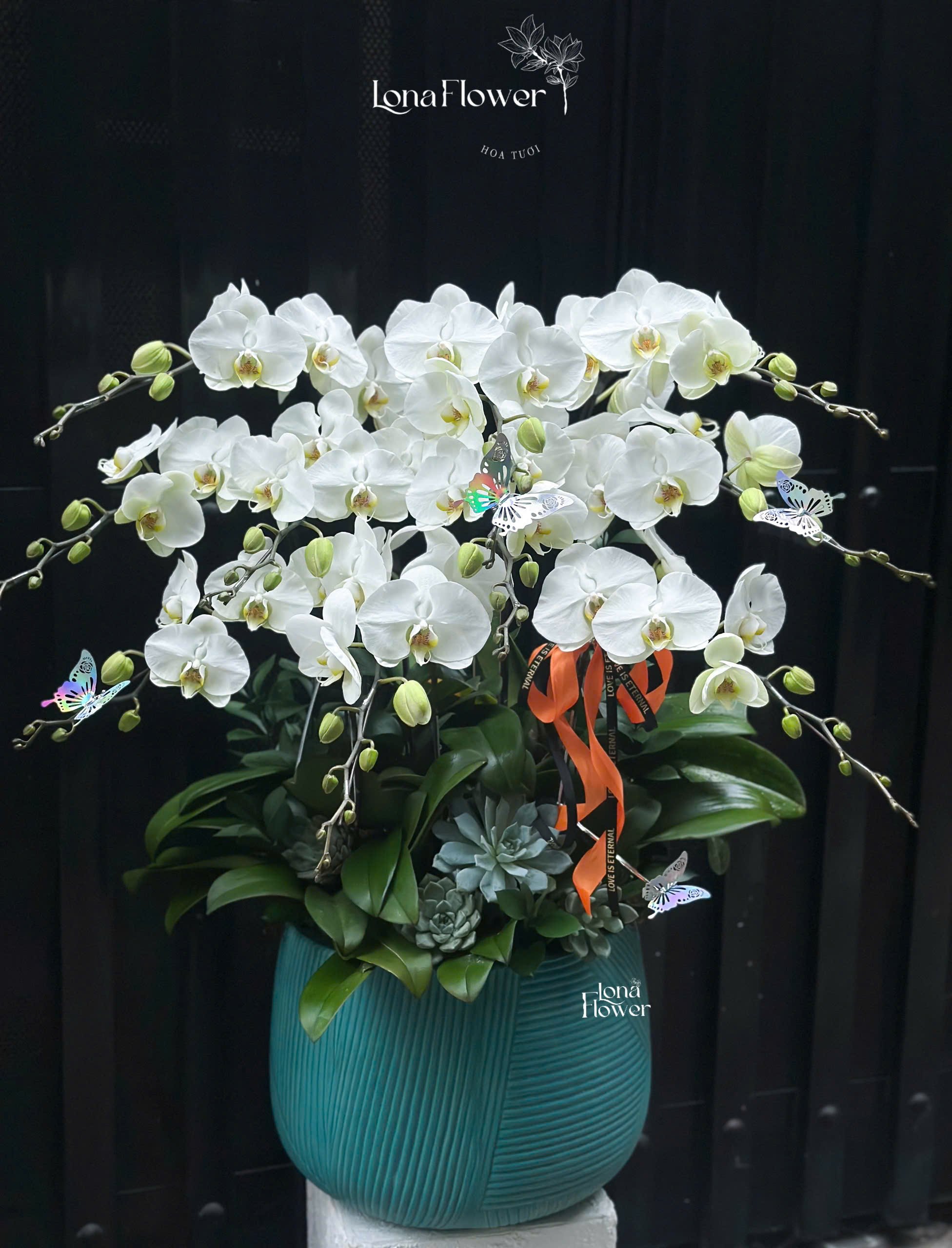 Chậu Lan Trắng & Sen Đá - Vẻ Đẹp Sang Trọng & Bền Vững 🌸💎🌵